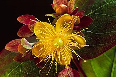 《碧海黑帆》在巴西通过评级 或放弃旧主机PS4和Xbox One